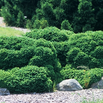 Picea abies 'Gregoryana' - Gregoryana Norway Spruce
