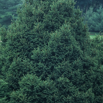 Picea abies 'Mucronata' - Sharpleaf Norway Spruce