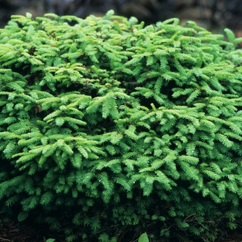 Picea abies 'Nidiformis' - Bird's Nest Spruce