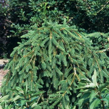 Picea abies 'Pendula' - Weeping Norway Spruce