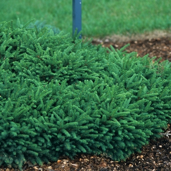 Picea abies 'Pumila' - Dwarf Spruce