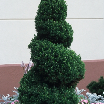 Picea glauca 'Conica' - Dwarf Alberta Spruce