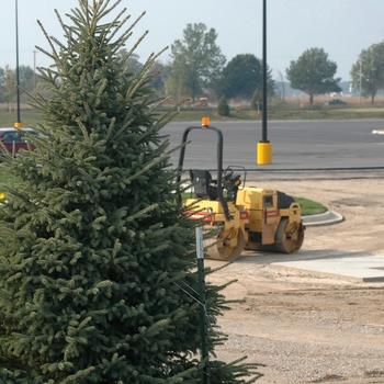 Picea glauca 'Densata' - Black Hills Spruce