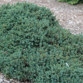 Picea glauca 'Echiniformis' - Echiniformis Norway Spruce