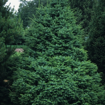 Picea omorika 'Nana' - Dwarf Serbian Spruce