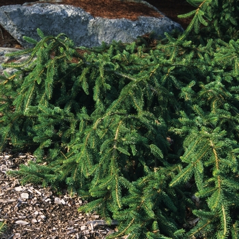 Picea pungens 'Pendula' - Weeping Colorado Spruce