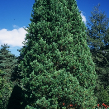 Pinus cembra - Swiss Stone Pine