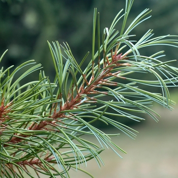 Pinus koraiensis 'Glauca' - Blue Tinted Korean Pine
