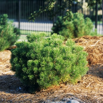 Pinus mugo - Swiss Mountain Pine 