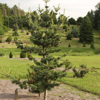 Pinus parviflora 'Glauca' - Japanese White Pine