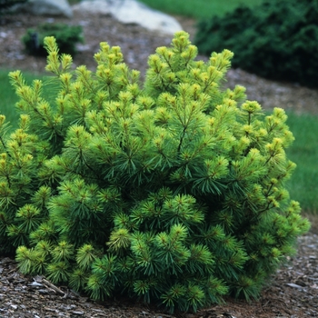 Pinus strobus 'Blue Jay' - Blue Jay White Pine