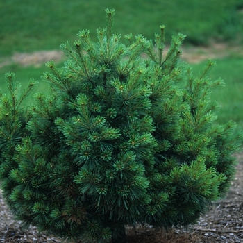 Pinus strobus 'Nana' - 'Nana'