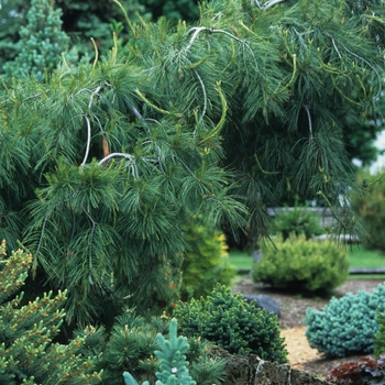 Pinus strobus 'Pendula' - Weeping White Pine