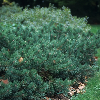 Pinus sylvestris 'Albyn Prostrata' - Scots Pine