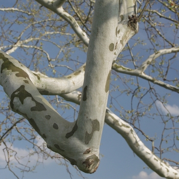 Platanus occidentalis - American Planetree