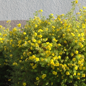 Potentilla fruticosa - Shrubby Cinquefoil
