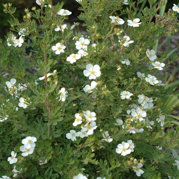 Potentilla fruticosa 'Abbotswood' - Potentilla