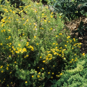 Potentilla fruticosa 'Gold Drop' - Potentilla
