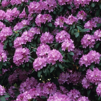 Rhododendron hybrid - English Roseum