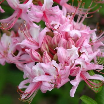 Azalea x 'Northern Hi-Lights' - Deciduous Azalea