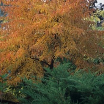 Rhus typhina - 'Lacinata'