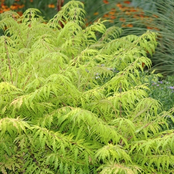 Rhus typhina 'Bailtiger' - Tiger Eyes® Cutleaf Staghorn Sumac