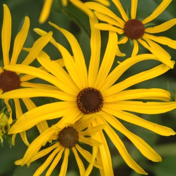 Rudbeckia subtomentosa - Black Eyed Susan