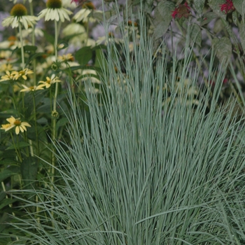 *Schizachyrium scoparium 'The Blues' - 'The Blues' Little Bluestem