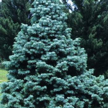 Abies concolor 'Compacta' - Compact White Fir