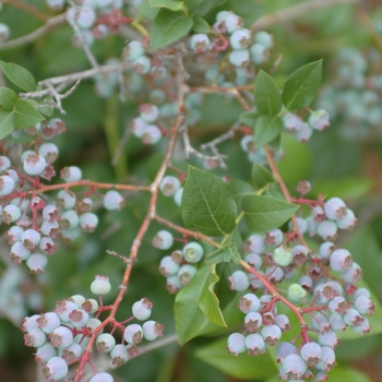 Vaccinium corymbosum 'Chippewa' - Chippewa Highbush Blueberry