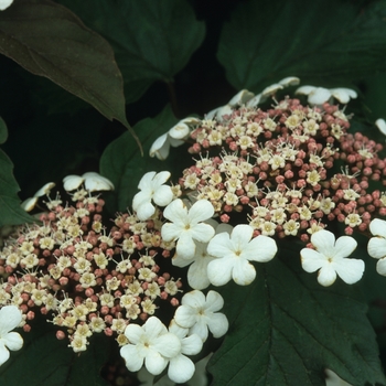 Viburnum sargentii 'Onondaga' (Sargent Viburnum) - Onondaga Sargent Viburnum