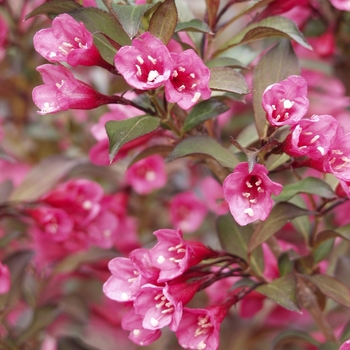 Weigela florida 'Wine & Roses®' - Weigela