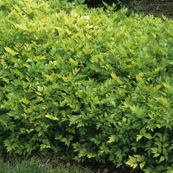 Xanthorhiza simplicissima - Yellowroot