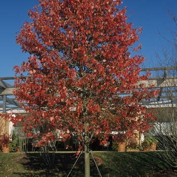 Acer rubrum 'Franksred' - Red Sunset Maple