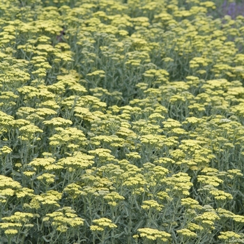 Achillea hybrid 'Anthea' - Yarrow