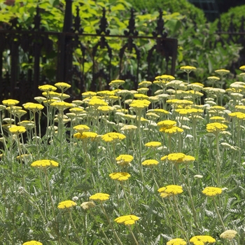 Achillea hybrid 'Coronation Gold' - Yarrow