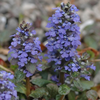 Ajuga reptans 'Catlin's Giant' - Bugleweed