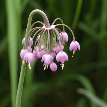 Allium cernuum - Nodding Onion