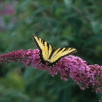 Buddleia davidii 'Pink Delight' - Butterfly Bush