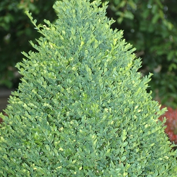 Buxus mic.var. insularis 'Green Mountain' COPY - Green Mountain Boxwood
