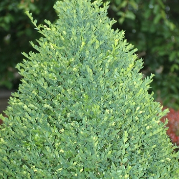 Buxus mic.var. insularis 'Green Mountain' - Green Mountain Boxwood