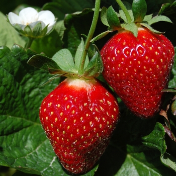 Fragaria x ananassa - Strawberry