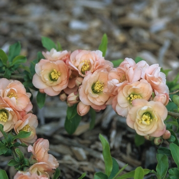 Chaenomeles speciosa 'Cameo' - Cameo Flowering Quince