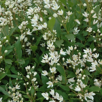 Deutzia gracilis 'Nikko' - Dwarf Deutzia
