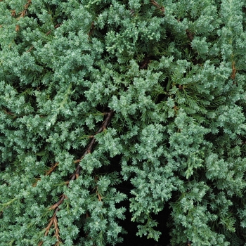 Juniperus procumbens 'Nana' - Japanese Garden Juniper