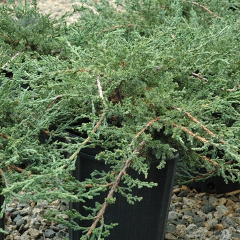 Juniperus chinensis var. sargentii - Sargent juniper