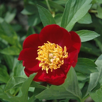 Paeonia lactiflora 'Scarlett O'Hara' - Scarlett O'Hara Peony