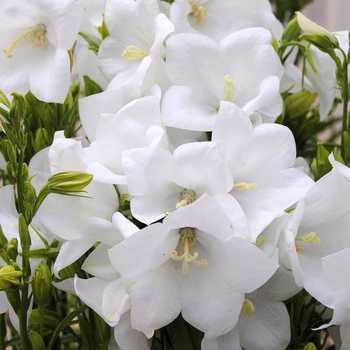 Campanula persicifolia 'Takion ™ White' - White Bellflower