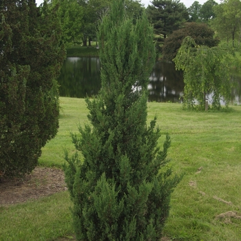 Juniperus chinensis 'Blue Point' (Chinese Juniper) - Blue Point Chinese Juniper