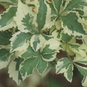 Eleutherococcus seiboldianus 'Variegatus' - Variegated Fiveleaf Aralia